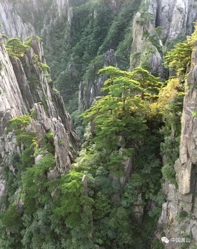 昆明动物园决定采用诱捕方式，将猫移出猴山